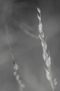 Close-up of frozen plant against sky