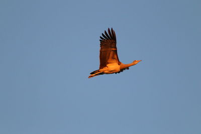 Low angle view of bird flying against clear sky