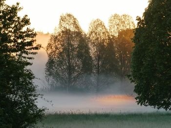 Trees on field against sky during sunset