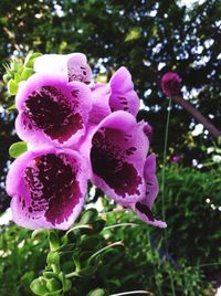 Close-up of pink flowers