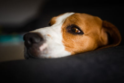 Close-up of dog looking away