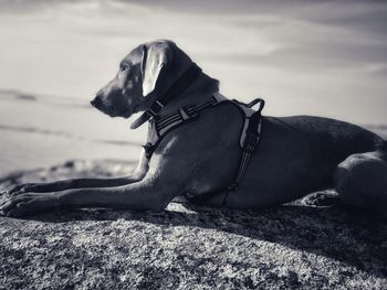 Close-up of a dog looking away