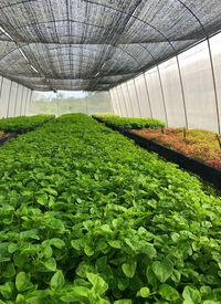 Plants growing in greenhouse