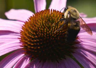 Close-up of bee pollinating on pink flower