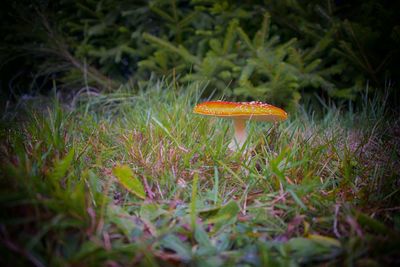 Close-up of fly agaric mushroom in forest