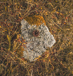 High angle view of water on rock