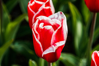 Close-up of red tulip