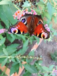 Close-up of butterfly on plant