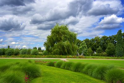 Scenic view of agricultural field against sky