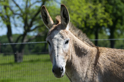 Close-up of a horse on field