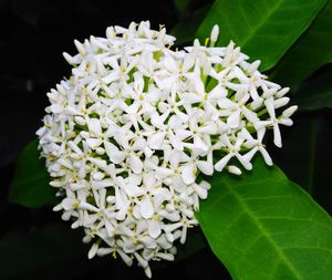Close-up of white flowering plant