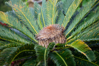 Close-up of palm trees