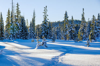 Bare trees on snow field against sky