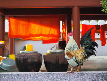 View of birds on building