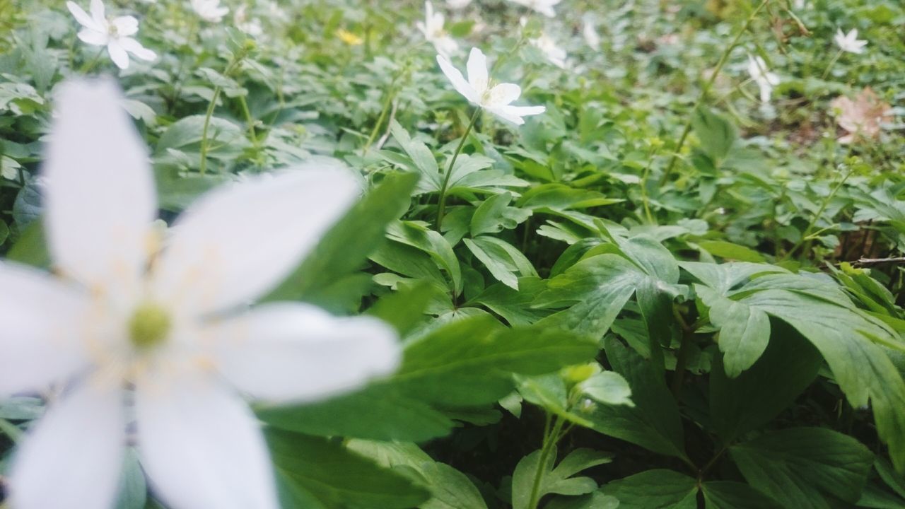 growth, leaf, freshness, plant, green color, nature, beauty in nature, close-up, fragility, white color, flower, focus on foreground, full frame, high angle view, day, backgrounds, outdoors, selective focus, no people, growing