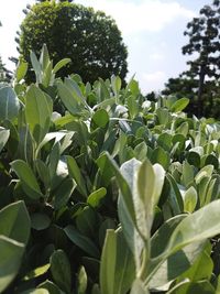 Close-up of fresh green plants on field against sky