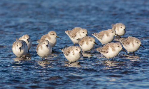 Flock of ducklings swimming on lake