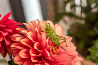 Close-up of insect on red flower