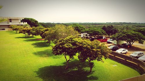 Trees growing in lawn