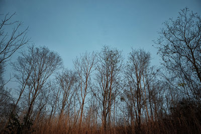 Low angle view of bare trees against clear blue sky