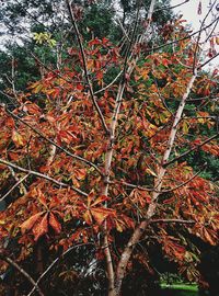 Low angle view of tree against sky