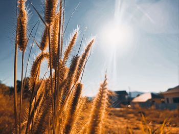 Close-up of stalks in field against sky