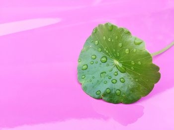 Close-up of water drops on leaf against pink background