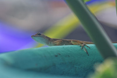 Close-up of a lizard