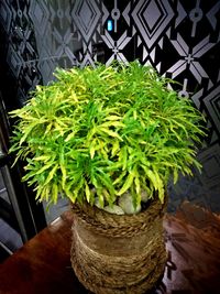Close-up of potted plant