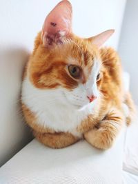 Close-up of a cat looking away