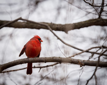 Bird perching on branch