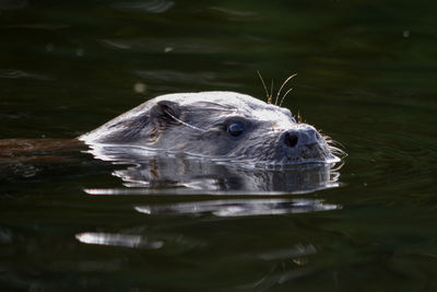 Close-up of otter swimming in sea