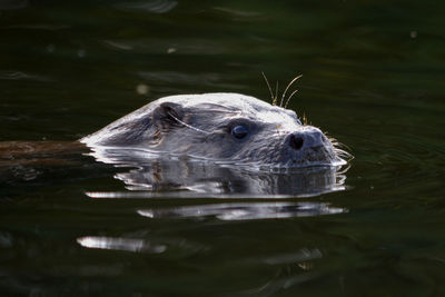 Close-up of turtle swimming in lake