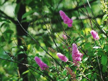 Close-up of pink flowers