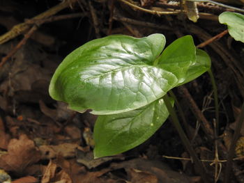 Close-up of fresh green plant