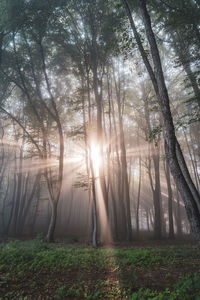 Sunlight streaming through trees in forest