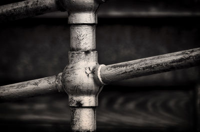 Close-up of water pipe on tree trunk