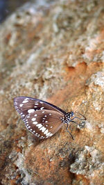 Close-up of butterfly perching on leaf