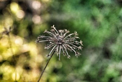 Close-up of wilted dandelion