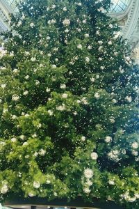 Low angle view of tree against sky