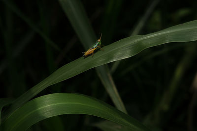 Close-up of insect on plant