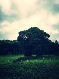 Scenic view of green field against sky