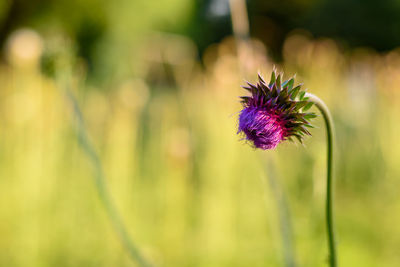 Close-up of purple flowering plant on field