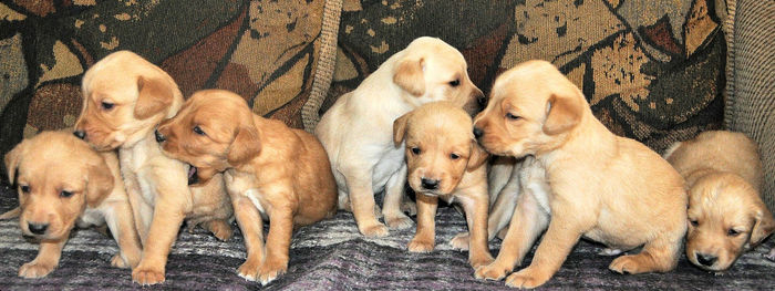 High angle view of dogs