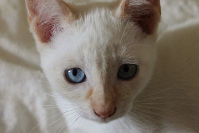 Close-up portrait of cat