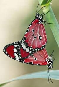 Close-up of butterfly pollinating flower