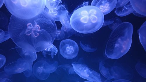 Jellyfish swimming in sea