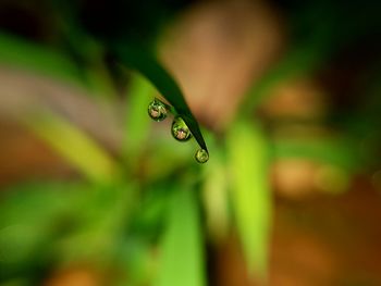 Close-up of water drops on plant