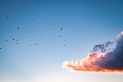 Low angle view of silhouette birds flying against sky