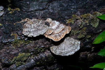 High angle view of mushrooms growing on rock